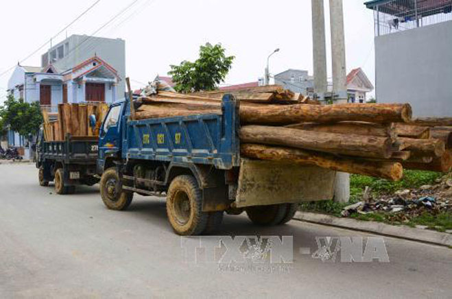 Đoàn xe tải lợi dụng ngày 30 Tết chở gỗ lậu ảnh 1